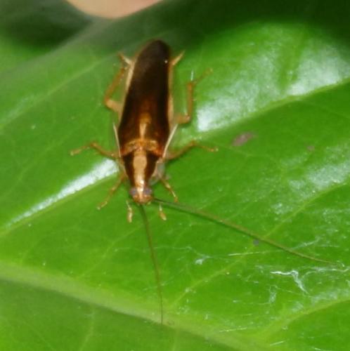 Dendroblatta sp.